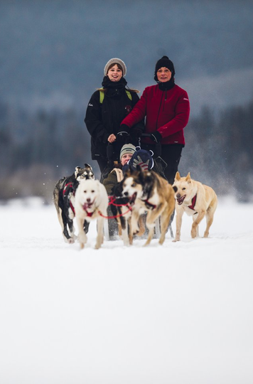 Dog Sledding - credit: Cory Johnn Dog Sledding - credit: Cory Johnn