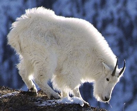 Mountain goat