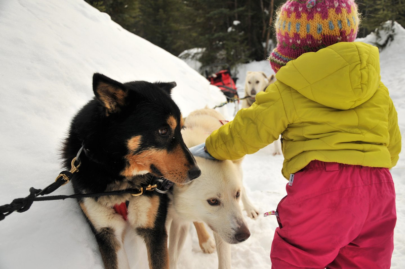 Dog Sledding Cold Fire Creek Credit: Jeff Bartlett