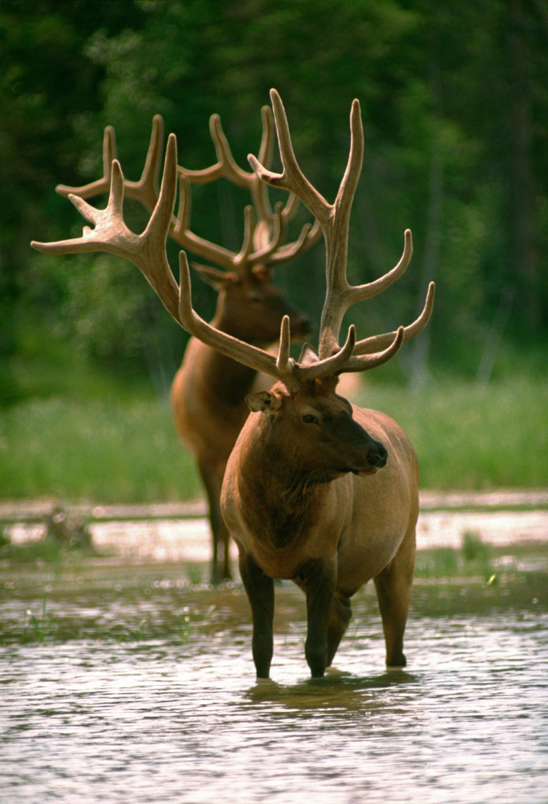 Elk in water