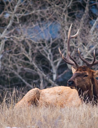 Bulk Elk Bulk Elk