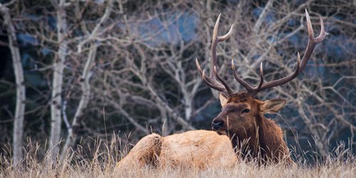 Bulk Elk Bulk Elk