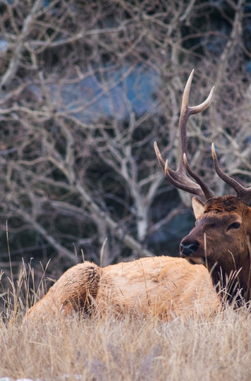 Bulk Elk