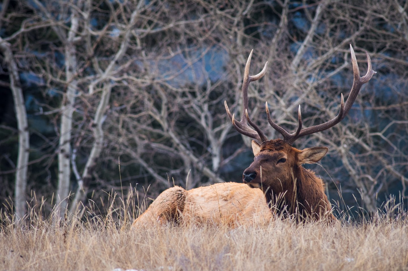 Bulk Elk