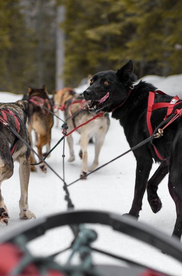 Cold Fire Creek Dog Sledding- Credit: Don Henson Cold Fire Creek Dog Sledding- Credit: Don Henson