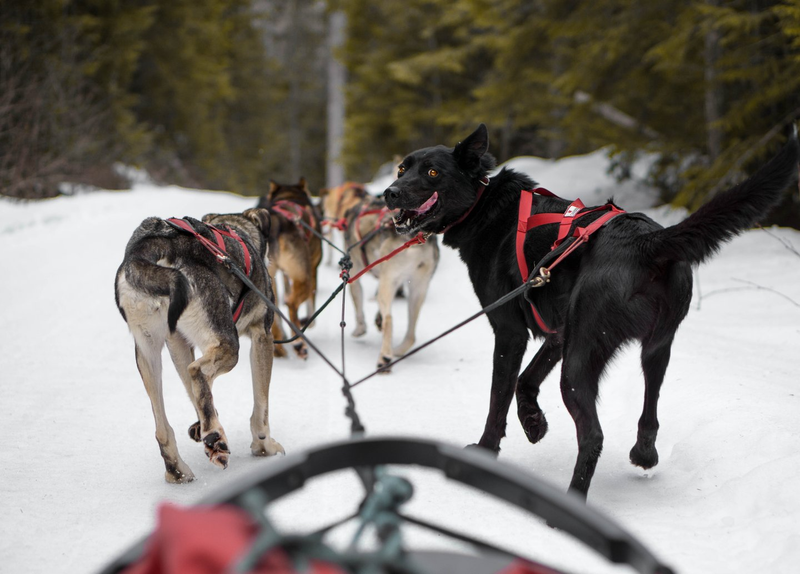 Cold Fire Creek Dog Sledding- Credit: Don Henson