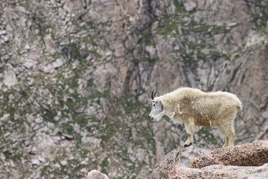 Mountain Goat