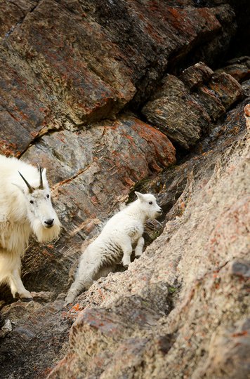 Mountain Goats